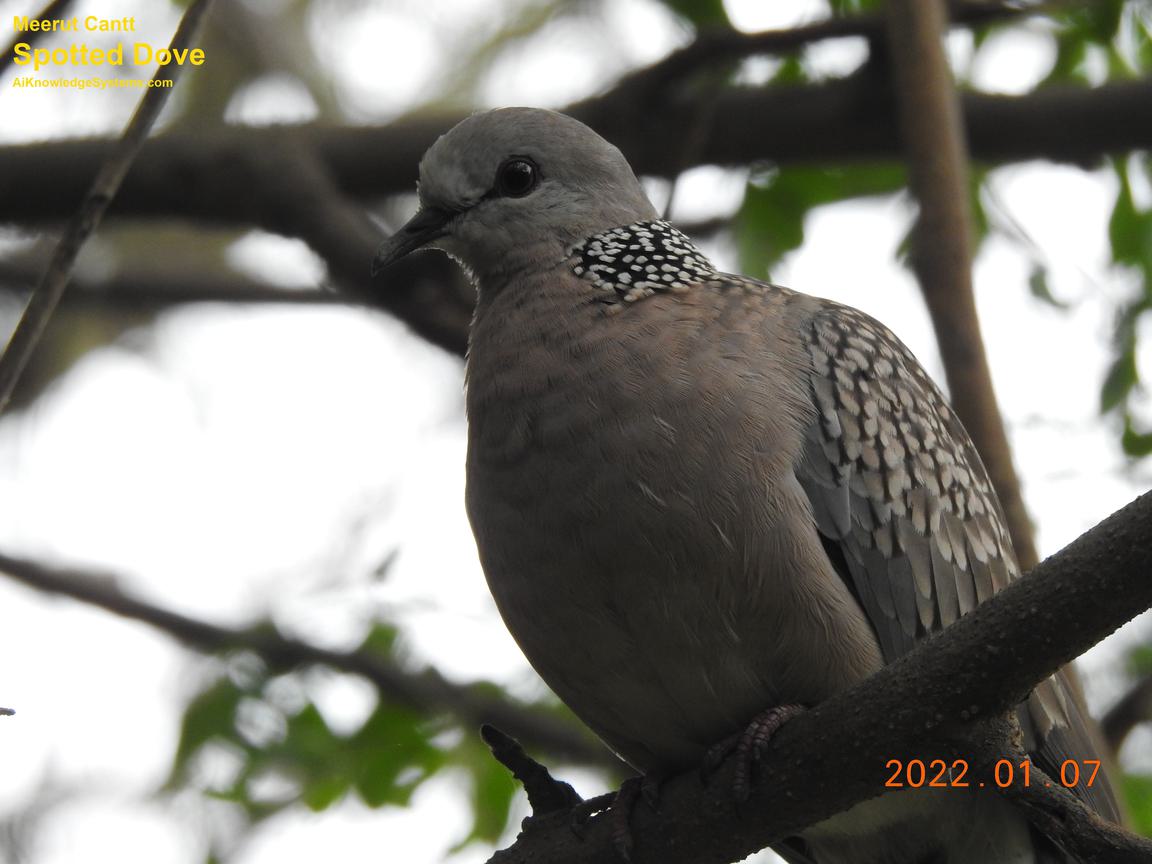 Dove Spotted (62) Coming Soon